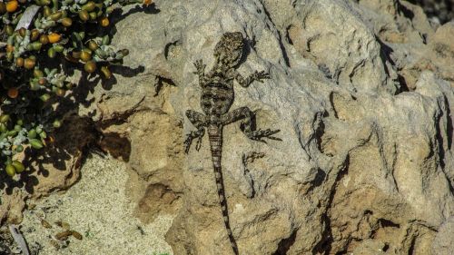 cyprus lizard kurkutas