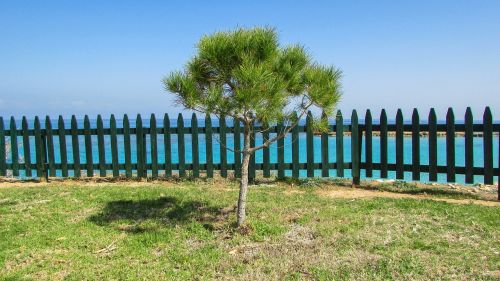 cyprus protaras fig tree bay