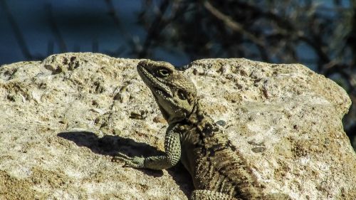 cyprus lizard kurkutas