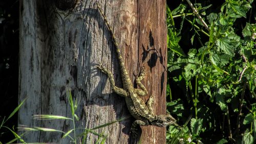 lizard cyprus kurkutas