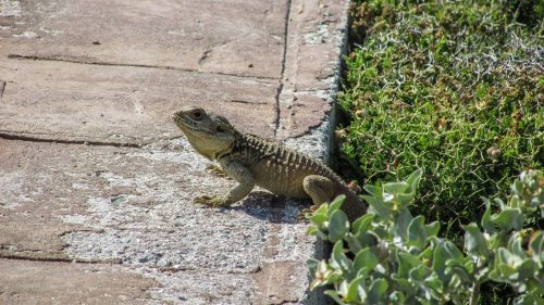 cyprus lizard kurkutas