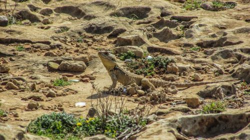 cyprus lizard kurkutas