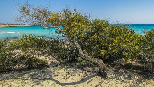 cyprus ayia napa lanta beach