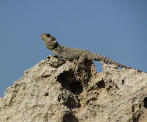 cyprus lizard kurkutas