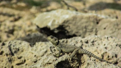 cyprus lizard kurkutas