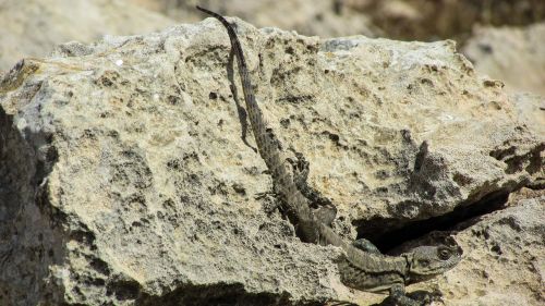 cyprus lizard kurkutas