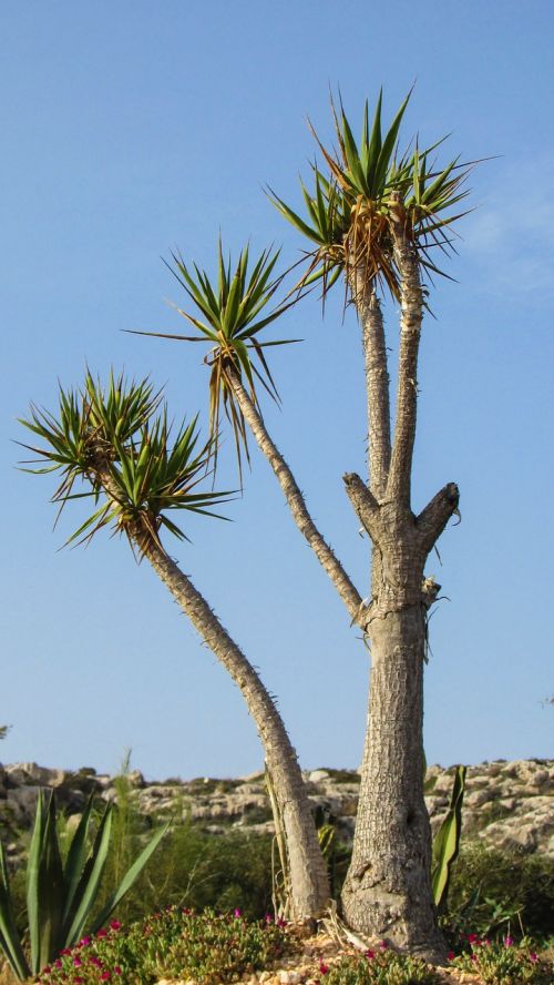 cyprus ayia napa cactus park