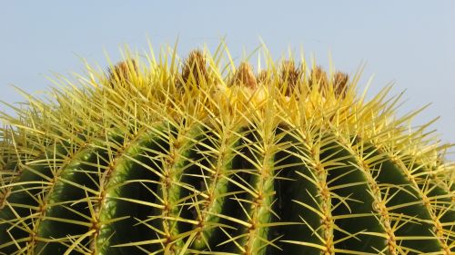 cyprus ayia napa cactus park