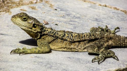 cyprus lizard kurkutas