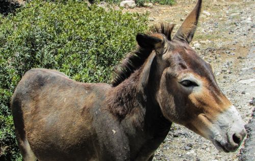 cyprus karpasia national park