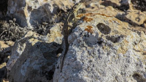 cyprus lizard kurkutas