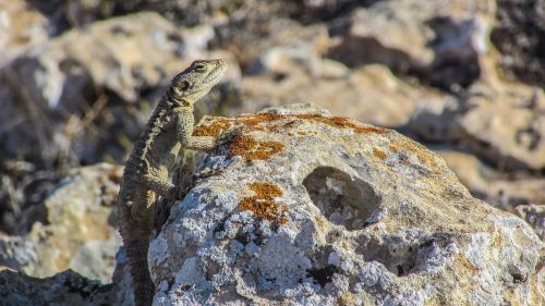 cyprus lizard kurkutas