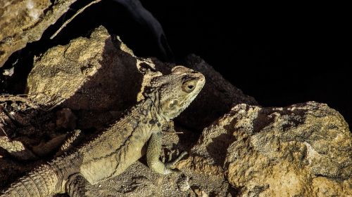 cyprus lizard kurkutas