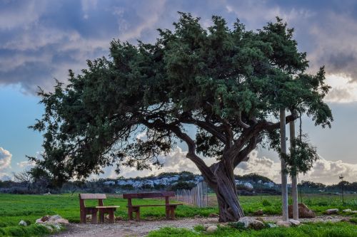cyprus cavo greko tree
