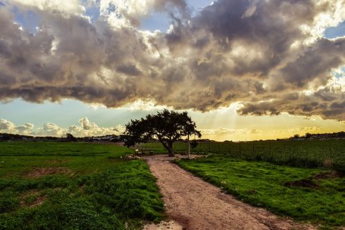 cyprus cavo greko tree