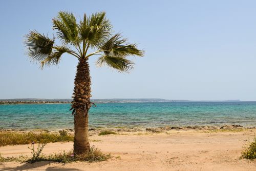 cyprus potamos liopetri palm tree