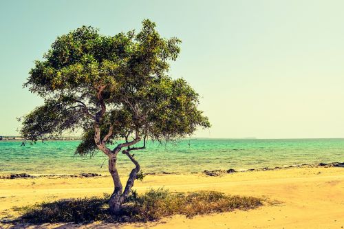 cyprus potamos liopetri tree