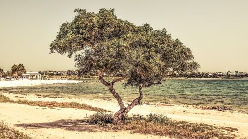 cyprus potamos liopetri tree