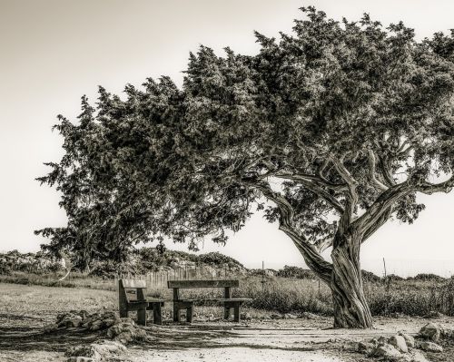 cyprus cavo greko tree