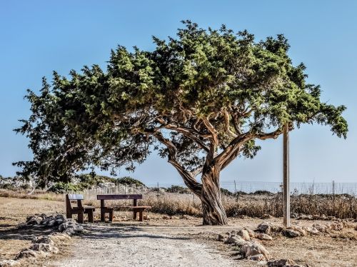 cyprus cavo greko tree