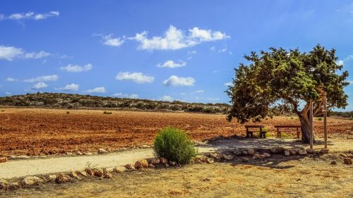 cyprus cavo greko tree