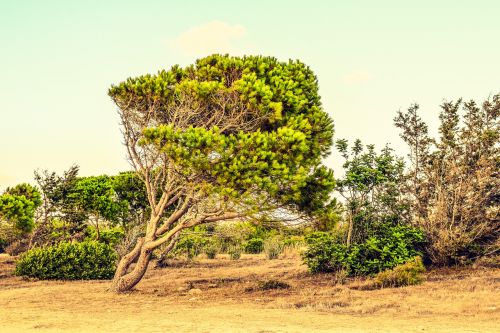 cyprus paphos landscape