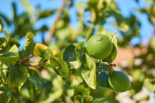 cyprus  lime  citrus fruits