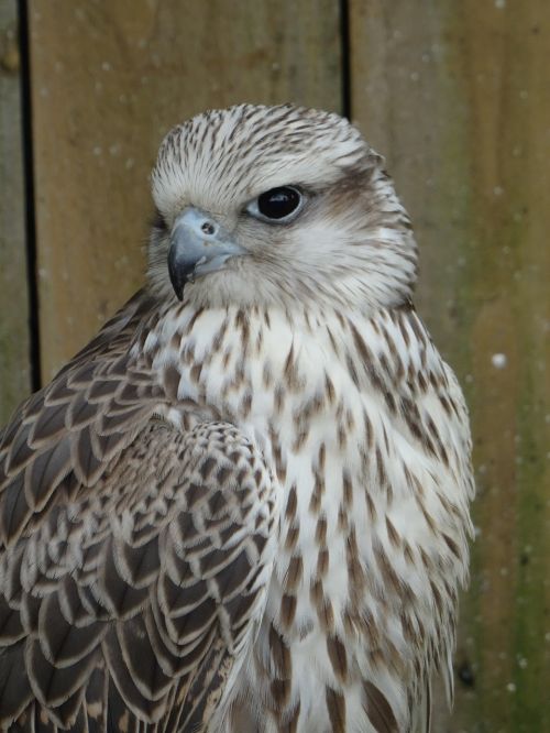 cyr falcon york bird of prey centre fast flyer