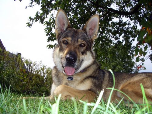 czechoslovak wolf dog luna