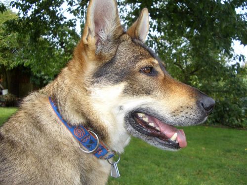 czechoslovak wolf dog luna