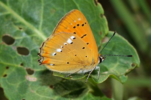 czerwończyk dukacik  butterfly  insect