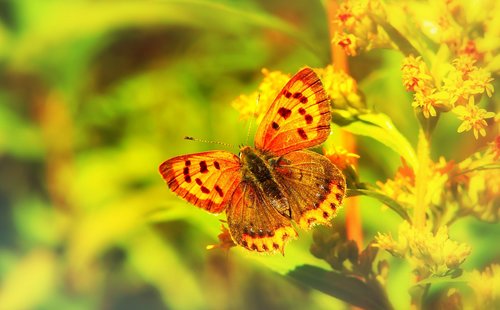 czerwończyk varieties  insect  butterfly day