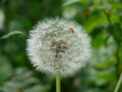 dacha flowers nature