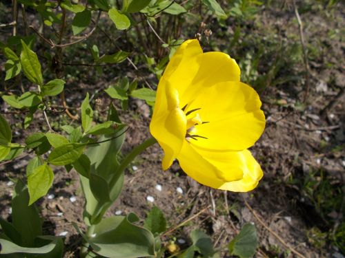 dacha flowers yellow tulip