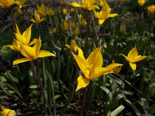 dacha flowers forest tulip