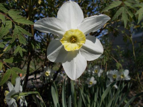 dacha spring narcissus