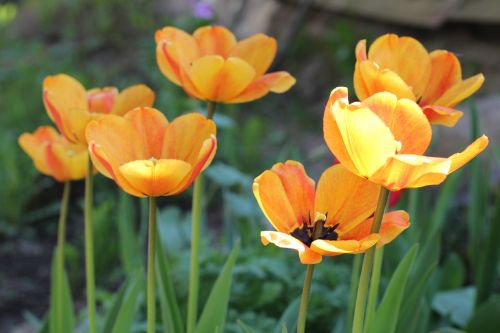 dacha tulips yellow