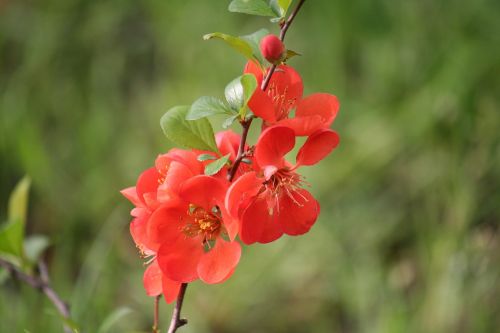 dacha flower flowers