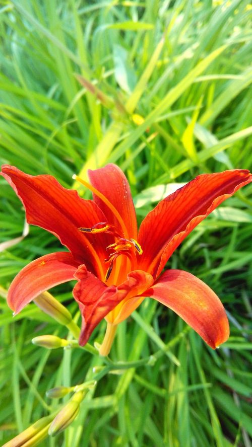 dacha vegetable garden flowers