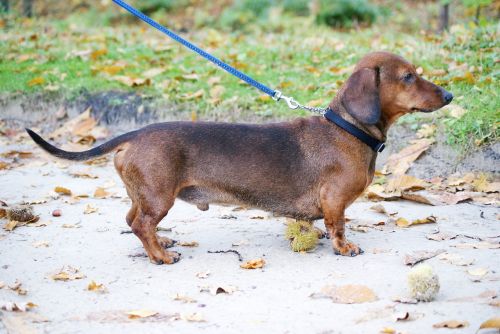 dachshund dog dachshund dog