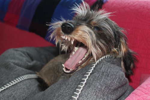 dachshund lion yawn