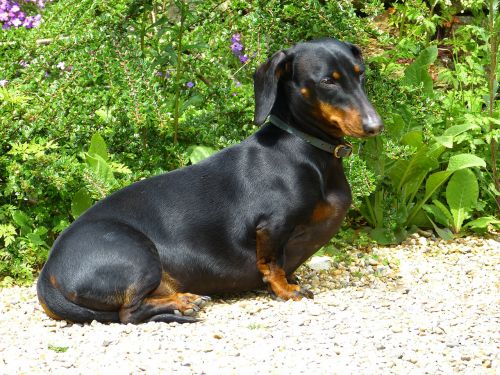 dachshund dog black