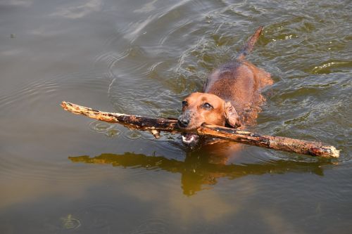 dachshund dog water