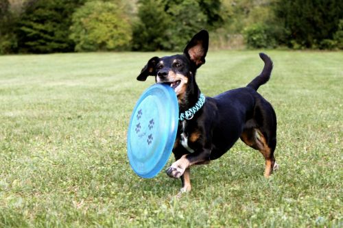 dachshund frisbee dog
