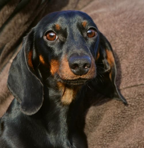 dachshund animal portrait dog