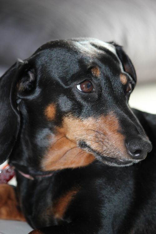 dachshund dog black