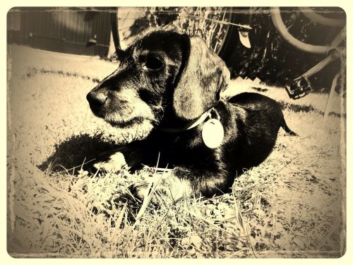 dachshund vintage dog