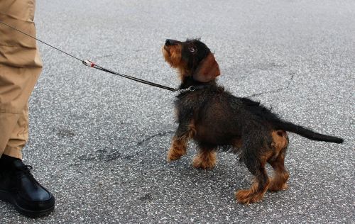 dachshund obedient dog training