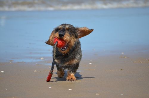 dachshund beach play