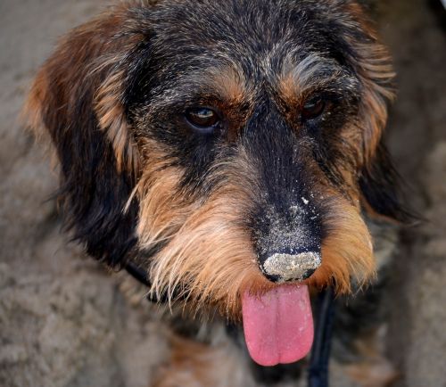 dachshund nose sand